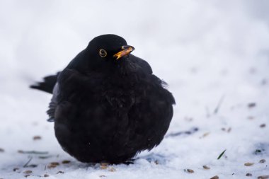 Seçici odak fotoğrafı. Kara Kuş. Turdus merula.