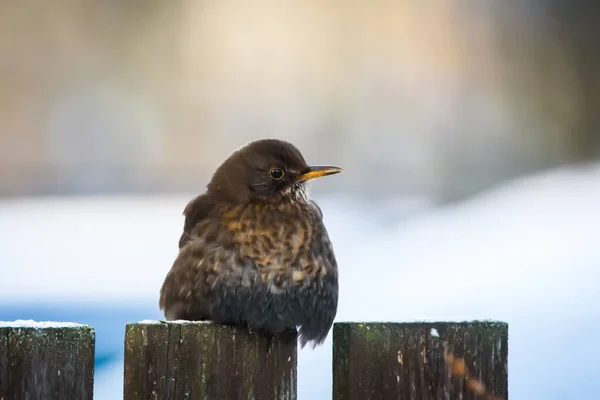 Selektivní Zaostření Fotografie Kos Turdus Merula — Stock fotografie