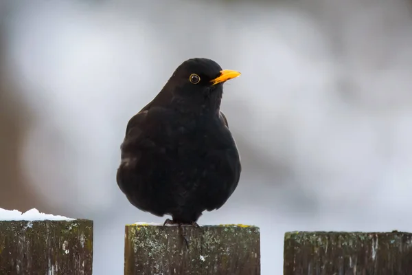 Selectieve Focusfoto Een Merel Turdus Merula — Stockfoto