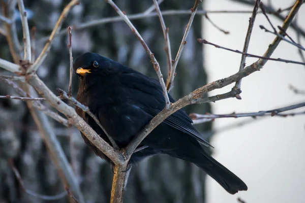 Selective Focus Photo Blackbird Turdus Merula — Stock Photo, Image