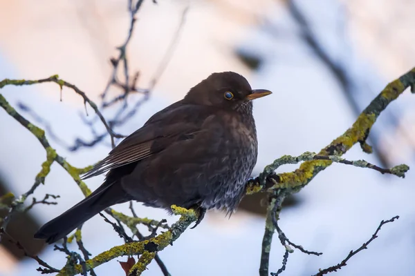 Selective Focus Photo Blackbird Turdus Merula — Stock Photo, Image