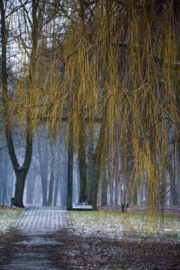 Seçici odak fotoğrafı. Söğüt ağacı, salya. Kış zamanı.