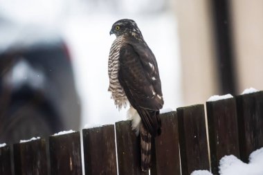 Tahta çitteki atmaca. Accipiter nisus.