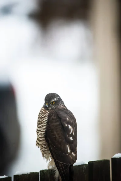 Halcón Gorrión Valla Madera Accipiter Nisus — Foto de Stock