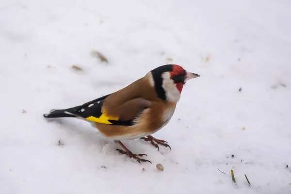 欧洲金翅鸟 Carduelis Carduelis — 图库照片