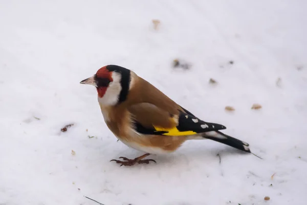 欧洲金翅鸟 Carduelis Carduelis — 图库照片