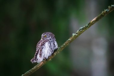 Seçici odak fotoğrafı. Avrasya pigme baykuşu, Glaucidium passerinum. Avrasya pigmesi Avrupa 'daki en küçük baykuştur