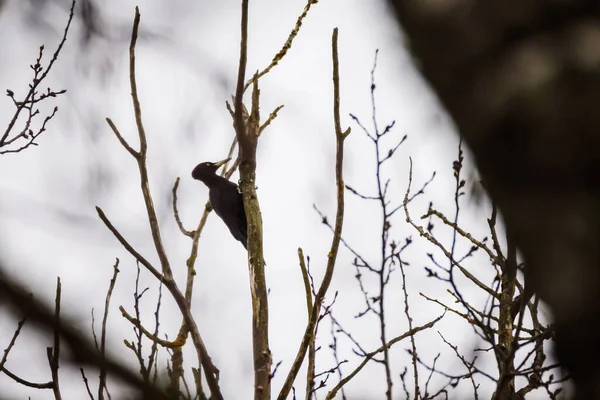 Seçici Odak Fotoğrafı Kara Ağaçkakan Kuşu Dryocopus Martius — Stok fotoğraf