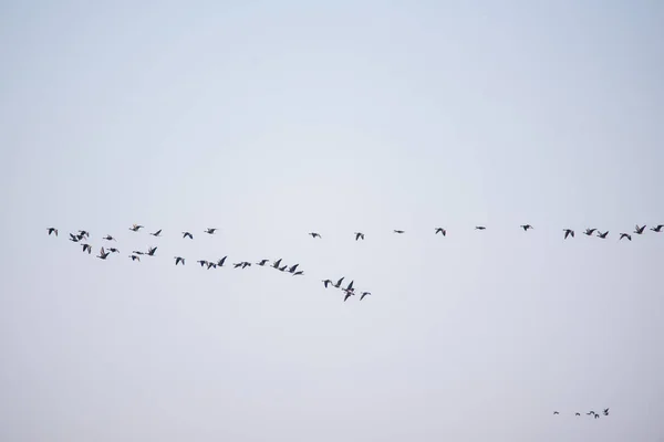 Selectieve Focusfoto Migrerende Vogels Die Lucht Vliegen — Stockfoto