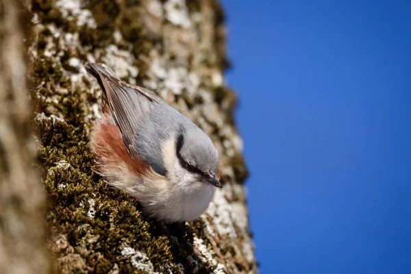 Photo Mise Point Sélective Eurasien Sittelle Oiseau Sur Tronc Arbre — Photo