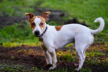 OZOLNIEKI, LATVIA. 9th November 2020. Jack Russell Terrier dog digging ground in garden.