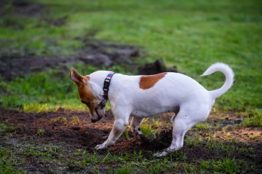 OZOLNIEKI, LATVIA. 9th November 2020. Jack Russell Terrier dog digging ground in garden.