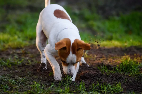 OZOLNIEKI, LATVIA. 9th November 2020. Jack Russell Terrier dog digging ground in garden.