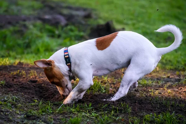 OZOLNIEKI, LATVIA. 9th November 2020. Jack Russell Terrier dog digging ground in garden.