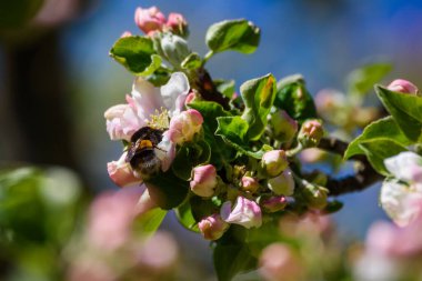 Seçici odak fotoğrafı. Çiçek açan elma ağacında arı.