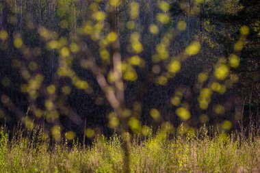 Bulanık, odak fotoğrafında değil. Bahar geldi. Ağaçlarda yeşil filizler ve yapraklar.
