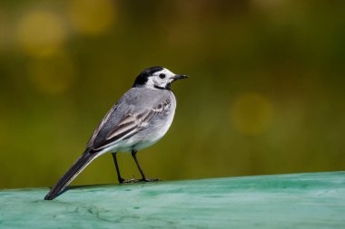 Seçici odak fotoğrafı. Beyaz kuyruklu kuş. Motacilla alba.
