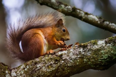 Seçici odak fotoğrafı. Ağaç gövdesinde sincap.