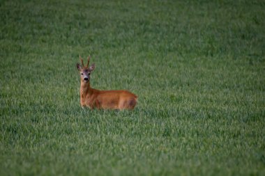 Seçici odak fotoğrafı. Tarlada roe geyiği.