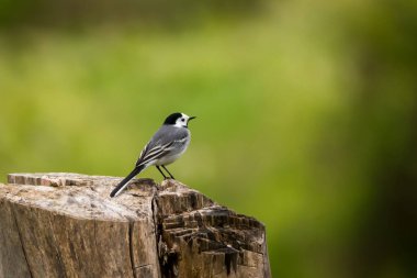 Seçici odak fotoğrafı. Beyaz kuyruklu kuş. Motacilla alba.