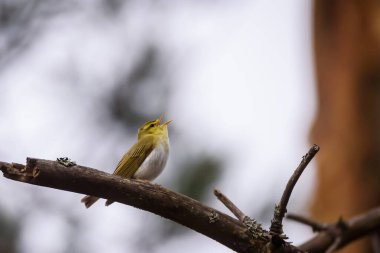 Ağaç dalında öten ağaç bülbülü..