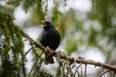 Seçici odak fotoğrafı. Sığırcık kuşu. Sturnus vulgaris.