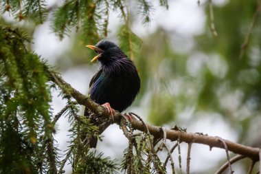 Seçici odak fotoğrafı. Sığırcık kuşu. Sturnus vulgaris.