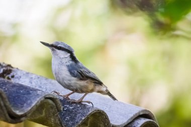 Seçici odak fotoğrafı. Çimlerin üzerinde kızıl beyaz kedi.