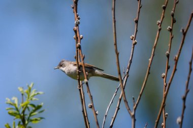 Selective focus photo. Common whitethroat bird on branch of pussy willow tree.