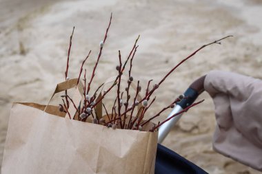 Selective focus photo. Pussy willow plant in paper bag.