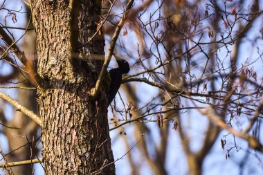 ADAZI, LATVIA. 27 Mart 2021. Aeropakt A22 L2 Foxbat YL PLY uçağı gökyüzünde uçuyor.