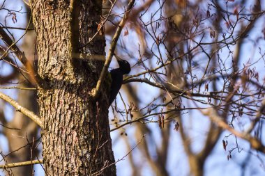 Seçici odak fotoğrafı. Kara ağaçkakan kuşu. Dryocopus Martius.