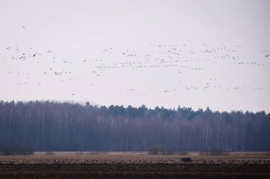 Seçici odak fotoğrafı. Gökte uçan kaz sürüsü gibi. Göçmen kuşlar.