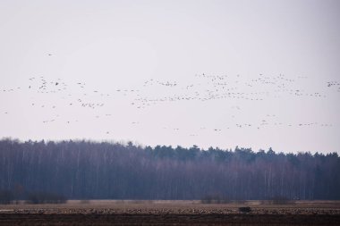 Seçici odak fotoğrafı. Gökte uçan kaz sürüsü gibi. Göçmen kuşlar.