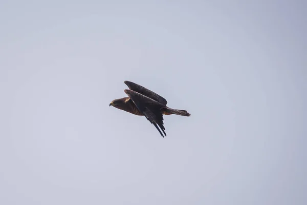 Oiseau Buse Commun Volant Buteo Buteo — Photo