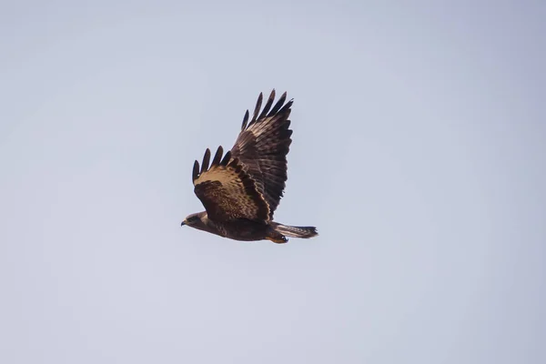 Gewone Vliegende Buizerd Buteo Buteo — Stockfoto