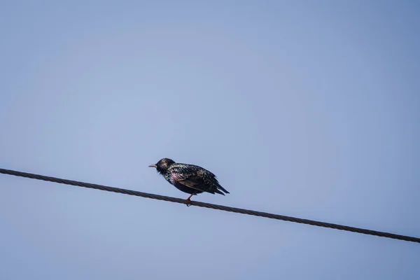 Sığırcık Kuşları Sturnus Vulgaris — Stok fotoğraf