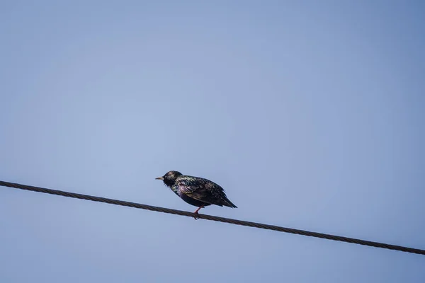 Szpakowate Ptaki Sturnus Vulgaris — Zdjęcie stockowe