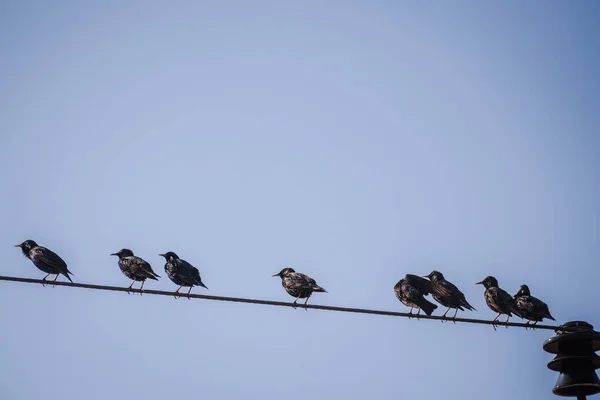 Szpakowate Ptaki Sturnus Vulgaris — Zdjęcie stockowe