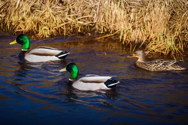 Mallard Ducks Anas Platyrhynchos — Stock Photo, Image
