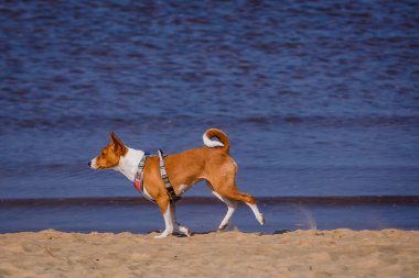 MANGALSALA, LATVIA. 27 Mart 2021. Basenji köpeği deniz kenarında yürür..