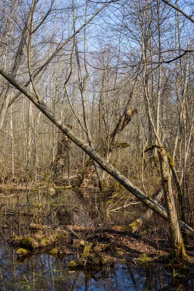 Mousse Verte Sur Les Arbres Dans Forêt Printemps — Photo