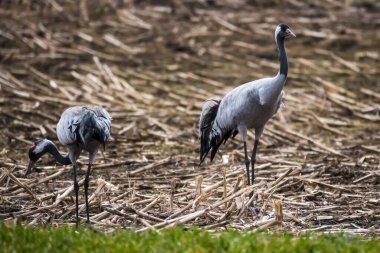 Seçici odak fotoğrafı. Sahada sık görülen vinç kuşları. Grus grus.