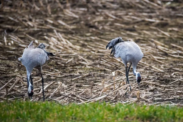 Selektive Fokussierung Foto Kranichvögel Auf Dem Feld Grus Grus — Stockfoto