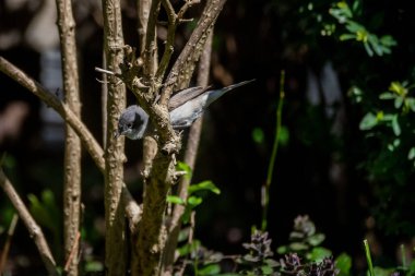 Selective focus photo. The lesser whitethroat bird. Curruca curruca.