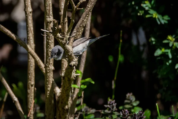 Selective Focus Photo Lesser Whitethroat Bird Curruca Curruca — Stock fotografie