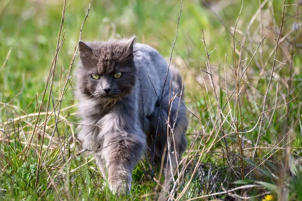 Selective Focus Photo Grey Fluffy Cat Grass — Fotografia de Stock