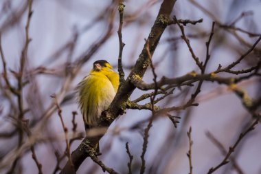 Seçici odak fotoğrafı. Siskin kuş ağaçta. Spinus spinus.