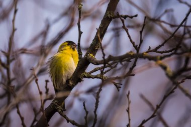 Seçici odak fotoğrafı. Siskin kuş ağaçta. Spinus spinus.