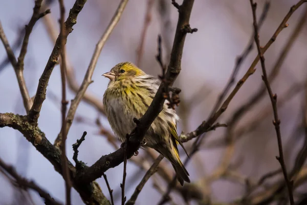 Selective focus photo. Siskin bird on tree. Spinus spinus.